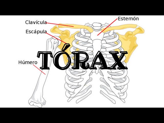 El tórax | Biología