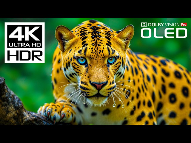Incredible Wild Animals in Dolby Vision HDR 4K 120 FPS Video - Scenic Wildlife