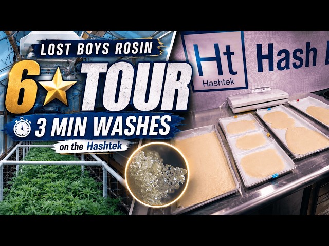 Making 6★ Melt with Lost Boys Rosin | 3 Minute Washes on the Hashtek A-Series