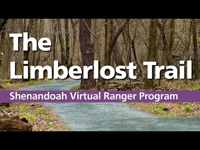 Do you remember the hemlocks?