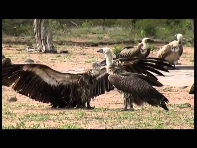 African Wildlife 8