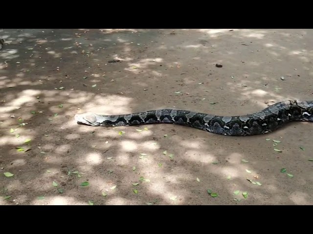 #python#zoo#wildanimal#short#snake#youtube#viral#viralvideo