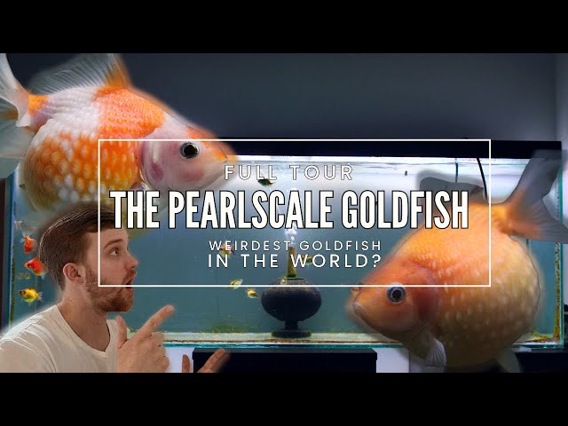 AWARD winning goldfish breeder | Pearlscale goldfish facility tour | BREEDING setup