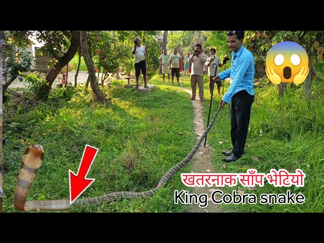 😱 🐍 King Cobra snake rescue 😭 अहिले सम कै सबै भन्दा खतरनाक किंग कोब्रा सर्प भेटियो आज