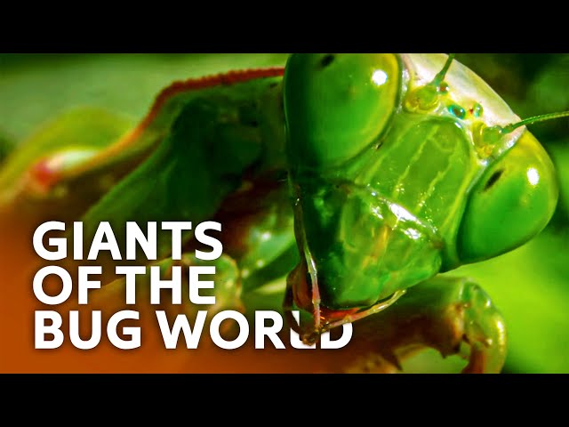 The World's Biggest BUGS & Their Terrifying Superpowers
