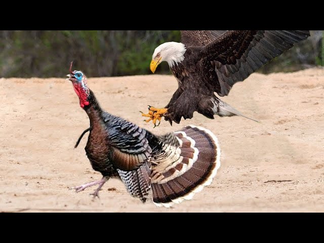 Top 10 Eagles Hunt Their Prey Without Mercy