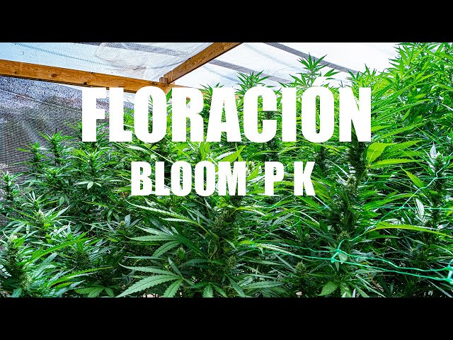 🍁OUTDOOR CANNABIS GROWING 2023 | Chapter 18 CATERPILLARS, BLOOM and PK 🌸