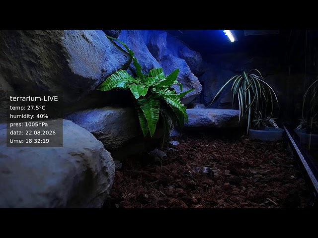 terrarium-LIVE 🔴 22/08/2026 🐍 Ball Python Regius Snake