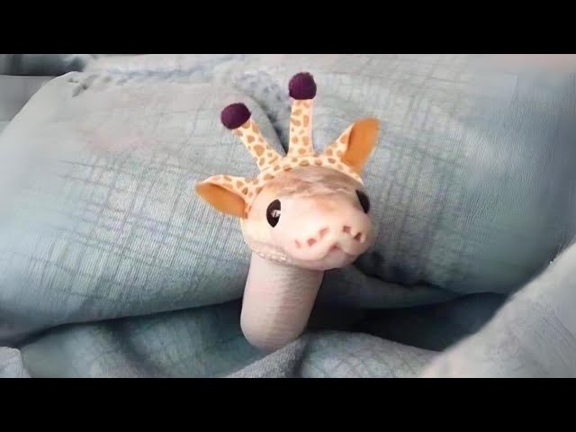 Ball Python 🐍 Cutest Pet Snake!