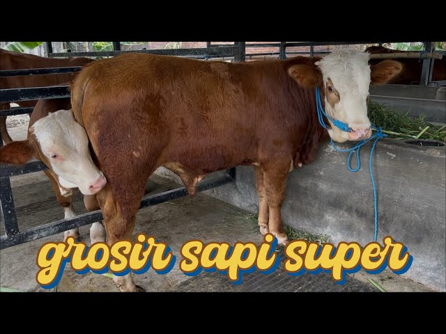 Super cattle stock price review ‼️October 12, 2025