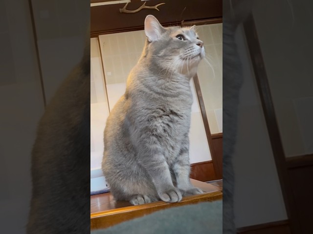 After a morning walk... Sachiko was asked to stay home alone... She greeted her grandmother throu...