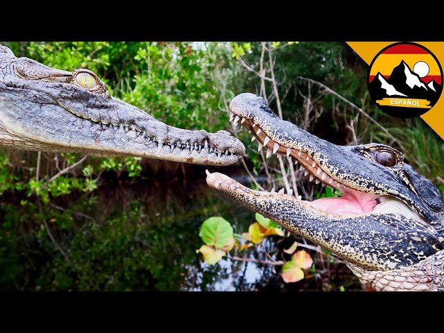 ¡CAIMÁN CONTRA COCODRILO | Brave Wilderness Español