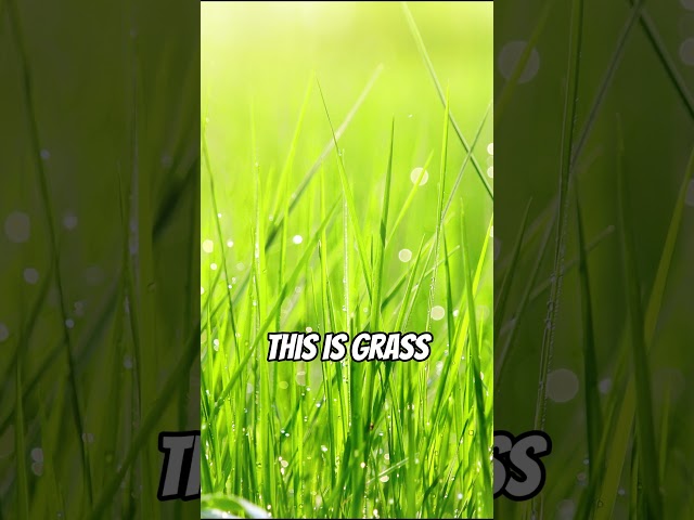 Life, explained in genshin terms