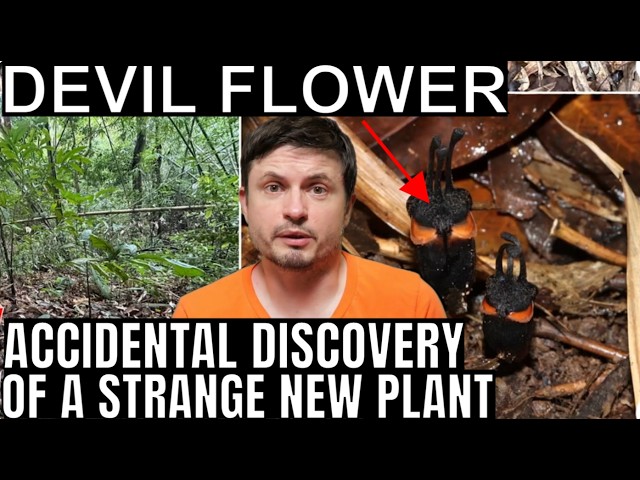 This Bizarre Devil Flower Breaks Basic Botanical Rules