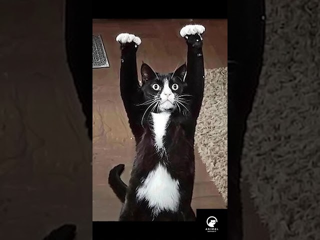 “I Promise I Didn’t Touch the Catnip”…Yeah Right!