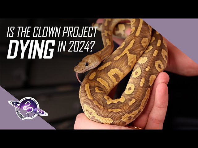 Investing in Clown Ball Pythons in 2024 | Pros & Cons | #ballpython #snake #reptiles #reptile
