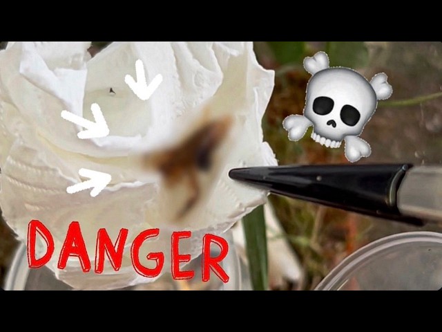 Unboxing the WORLD’s DEADLIEST SCORPION?!! Worse than the DEATH STALKER??