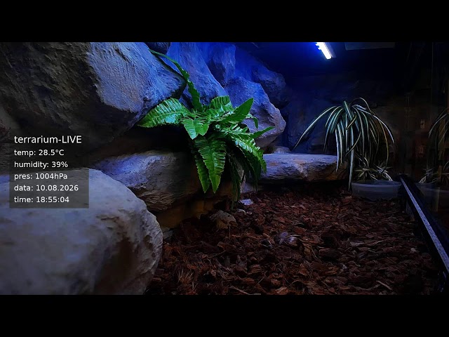 terrarium-LIVE 🔴 10/08/2026 🐍 Ball Python Regius Snake