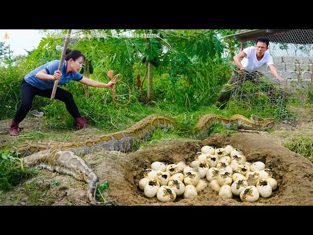 72 Hours Hunt a Giant Python Invading the Farm – Unexpected Nest of Hatching Eggs Found Underground
