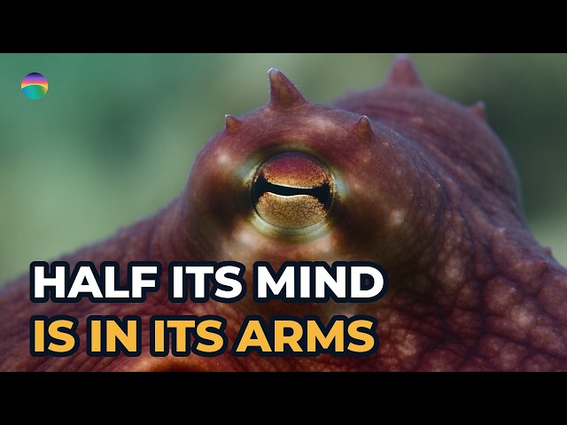 An Octopus Has About 500 Million Neurons, and They Are Not All in Its Head