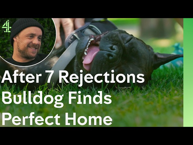 After 7 Rejections, Bulldog Buddy Finds His Perfect Home | The Dog House 🐶