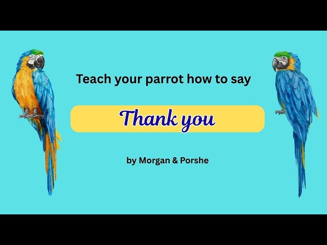 015 Thank you.  Teach parrot how to talk.