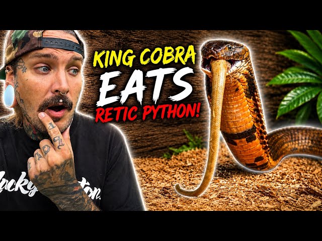 My 13ft KING COBRA eats a 6ft Albino RETICULATED PYTHON 😱