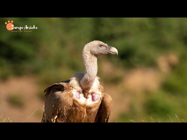 Griffon Vulture: A Complete Guide, Curiosities, and Natural Habitat! ANIMALS📢