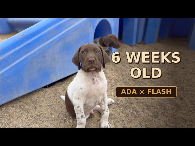 GSP Pups - 6 wks old - Ada x Flash
