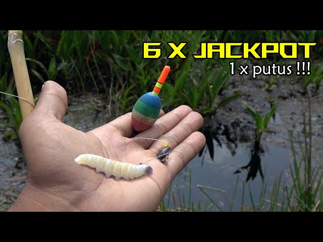 Awesome!!! The new fishing bait has just been dropped and a big fish has been pulled #SG-162