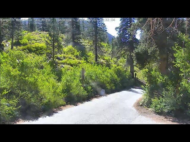 Tamarack