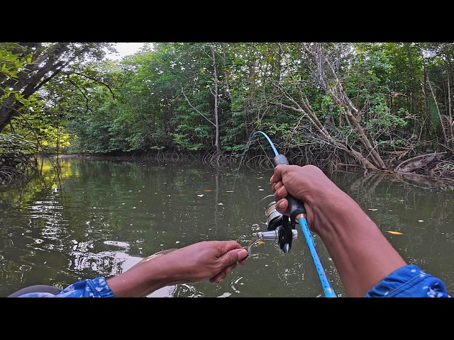 It's really lucky to fish in a big snapper's nest, you can get a lot.