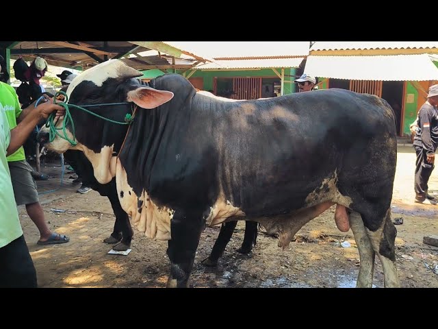 AMAZING!! Super Brahman Cattle at Great Prices!! Tuban & Kerek Cattle Market