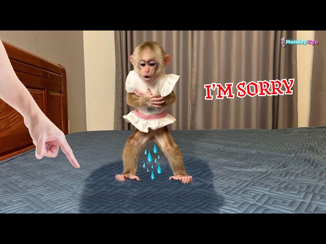 Monkey Kyo causes big trouble, but her clever solution will surprise you!