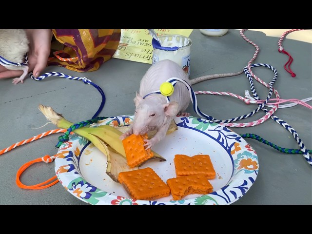 My pet rats went to a fun public event - 2026!