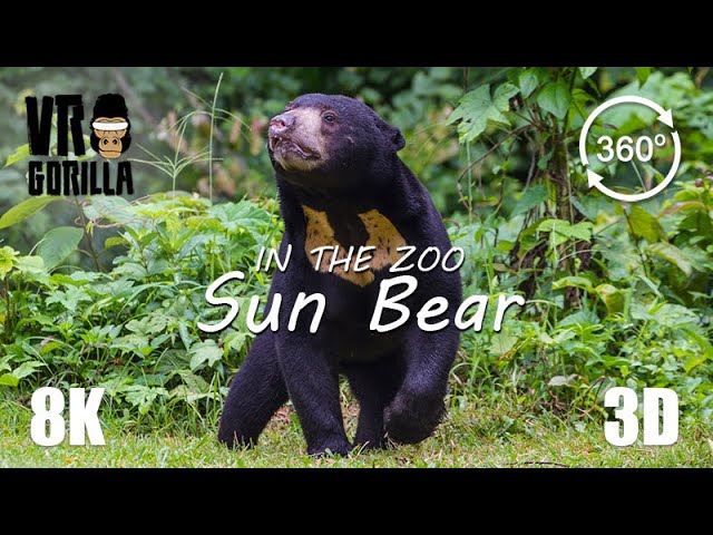 VR in the Zoo: Malaysian Sun Bear (Teaser) - 8K 360 3D