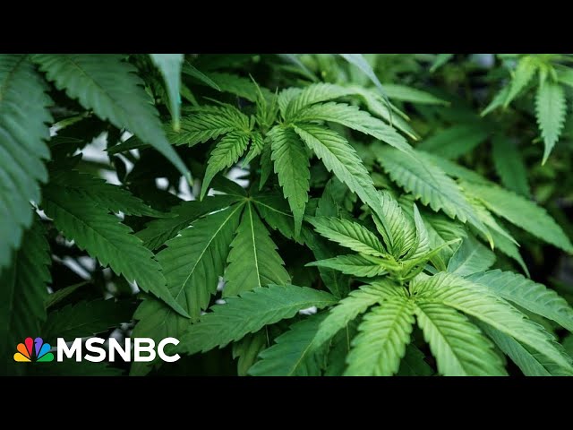 What to know about the risks of daily cannabis use