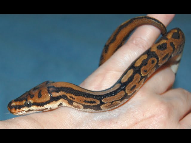 Ball Pythons   Challenging Stereotypes
