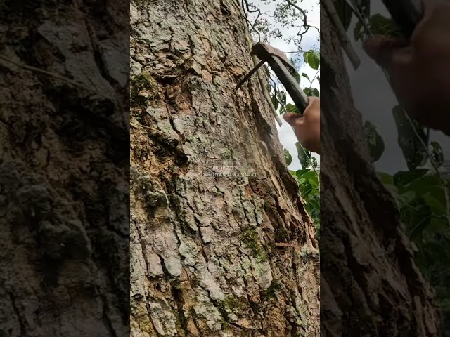 EKSTREM! Panen Madu Hutan di Pohon Tertinggi 🌳🍯 #Shorts