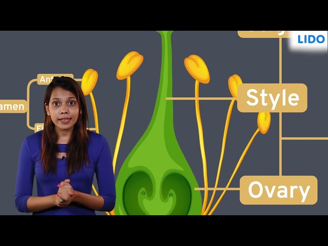 Plant Reproduction Methods | Plant Life | Class 6 Science ICSE