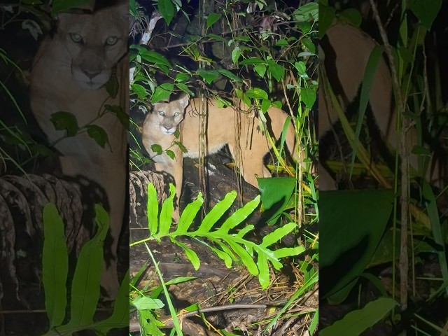 Best Florida yoinks of 2025 #snake#wildlife #python#florida#panther#adventure#shorts#newyear#animals