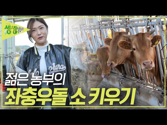 390,000 Views! A Young Farmer’s Bumpy Road to Raising Cattle! [2TV Live Info Show] Aired on KBS 1...