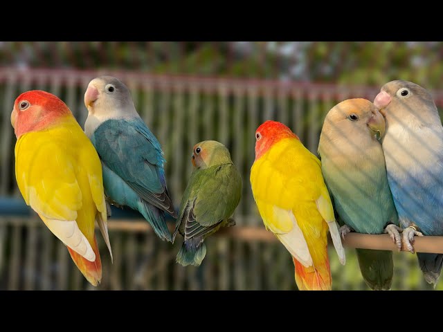 Lovebird Singing & Chirping Sounds - GreenFischer Pair