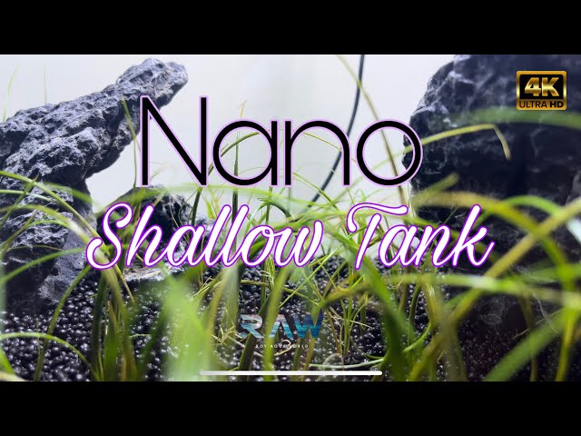 Shallow PlantedAquarium | Nano | Setup Video #plantedaquarium #trending #ranchi #royaquaworld