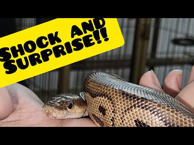 Ball Python peeking out🪱,New Addition, Welcome to Petsco World⚘️