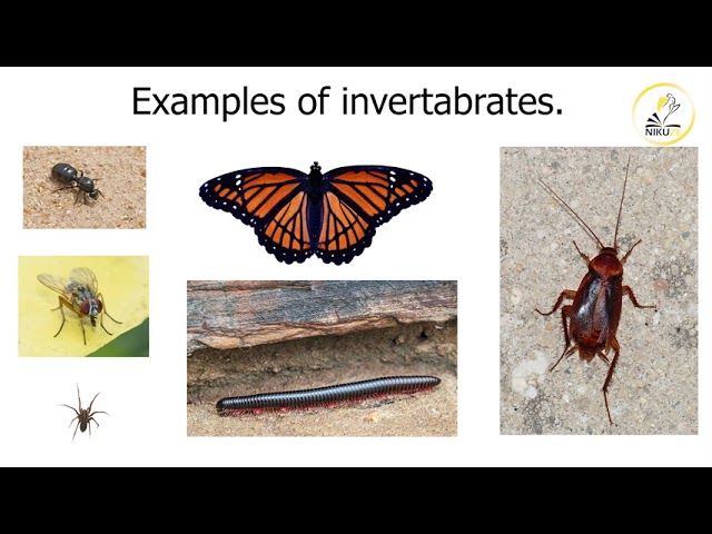 Grade 4, Lesson 4 - Science & Technology, Vertebrates and Invertebrates