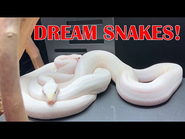 ULTRAVIOLET BALLS, WHITE BOAS & NEW ADDITION!