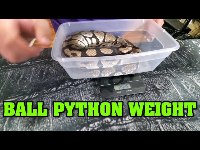 How big should my ball python be??  We show weights at different ages!