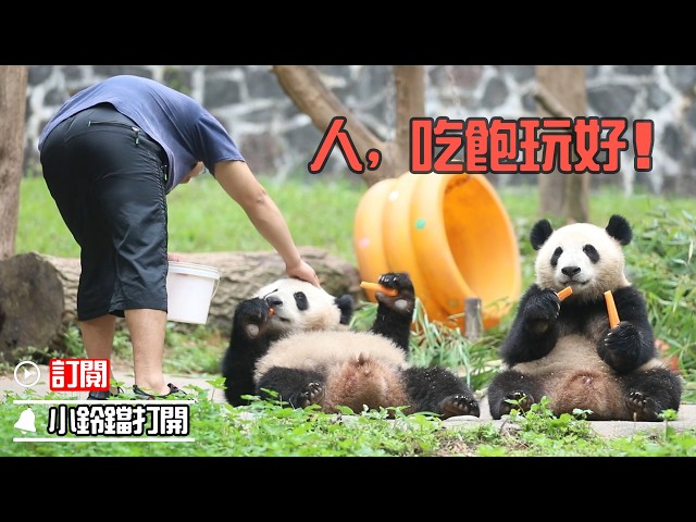 祝大家國慶假期愉快！| iPanda熊貓頻道《熊貓早晚安》
