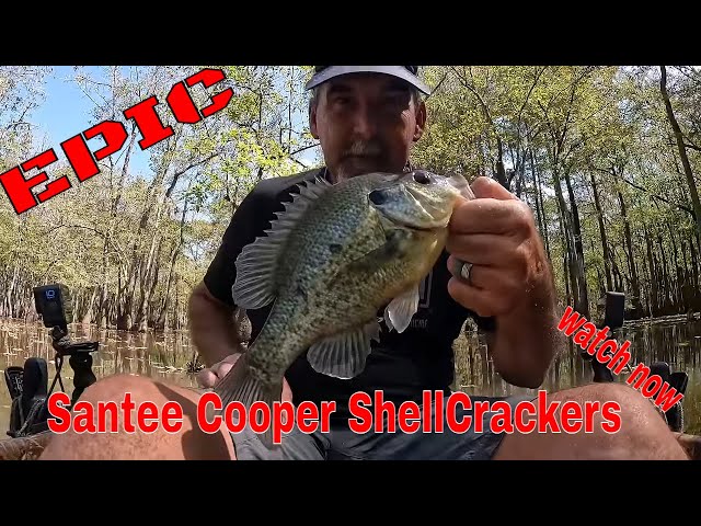 I Sparkle Berry Swamp Fished Santee Cooper Lakes and Caught MONSTERS!